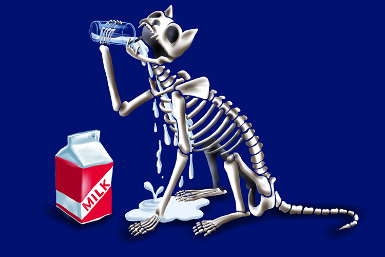 Image of a cat skeleton drinking milk for its calcium